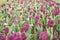 Grown with love. country of many colors. Spring floral background. Netherlands countryside. tulips in garden. Amazing