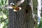 A grown mother woodpecker flying from home, in a hollow tree