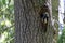 A grown mother woodpecker at home, in a hollow tree