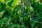 Grown at own garden organic young green tomatoes ripening on plant