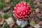 Grown, red Fly agaric fungus in the woods, close-up