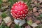 Grown, red Fly agaric fungus in the woods, close-up