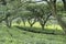 Grown shade trees of tea plantations