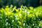 Grown tender twigs of a green bush in the sunlight against a blurred background. Selective focus. Closeup view