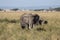 A grown up male elephant protecting its herd