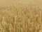 Grown wheat field food supply, summer season background