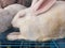 Grown white rabbit sleeping with it's eyes closed ,brought to a south asian animal market to sell as a pet. White pet rabbit