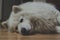 Grown white Siberian Samoyed lying in house