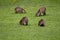 grown young Capybara cubs, Hydrochoerus hydrochaeris, with their mother grazing on grass