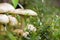 Growning mushroom in green grass macro photo. Summer forest scene.