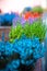 Grows and blooms colorful lavender