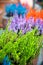 Grows and blooms colorful lavender