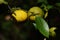 Grows of citrus fruits