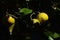 Grows of citrus fruits