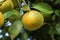 Grows of citrus fruits