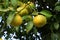 Grows of citrus fruits