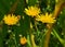 It grows in nature yellow-field thistle Sonchus arvensis