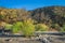 Growth in California Canyon