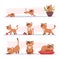 Growth cat. Kitten playing pets stages growing domestic animal exact vector cartoon characters