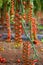 Growth cherry tomatoes in a greenhouse