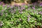 Growth of cranesbill flowers