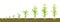 Growth cycle of corn in the soil. Seed germination, root formation, shoots with leaves and the harvesting stage.