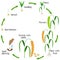 A growth cycle of foxtail millet plant on a white background.