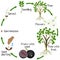 A growth cycle of jaboticaba brazilian grape plant on a white background.