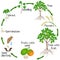A growth cycle of melicoccus bijugatus spanish lime or ginepa, mamoncillo plant.