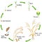 A growth cycle of a millet plant on a white background.