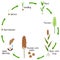 A growth cycle of a sorghum plant on a white background.
