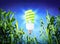 Growth ecology - compact fluorescent lamp - green lighting