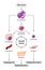 Growth factors in tissue growth