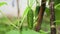 Growth and flowering of greenhouse cucumbers outdoors in the vegetable garden. Agriculture, growing crops.