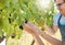 Growth, grapes and vineyard farmer hands picking or harvesting organic bunch outdoors for quality choice, agriculture