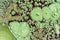 Growth of green mold on food, spread of fungi, close-up abstract background