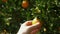 Growth and harvest in fruit garden, showcasing citrus trees with ripe oranges