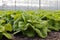 Growth of lettuce inside a greenhouse