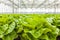 Growth of lettuce inside a greenhouse