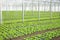 Growth of lettuce inside a greenhouse