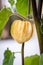 Growth period of physalis peruviana plant, fresh fruit with husk