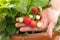 Growth period of a strawberry plant with fruits, hand holding a branch