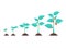 Growth of plant, from sprout to vegetable. Planting tree. Seedling gardening plant. Timeline of seeding