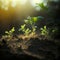 Growth plants concept in the nature morning light on green background