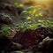 Growth plants concept in the nature morning light on green background. Small young plants on a green background, the concept of