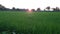 Growth rice view village assam