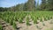 Growth of seedlings thuja on plantation. Many green thuja trees planted in row