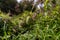 A growth of squirting cucumber or exploding cucumber among thickets of weeds