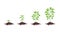 Growth stages diagram. Sprout seedling shoot germination in the pile dirt soil. Development stage. Animation progression