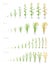 Growth stages of grain cereal agricultural crops. Cereal increase phases. Vector illustration. Secale cereale. Ripening period.